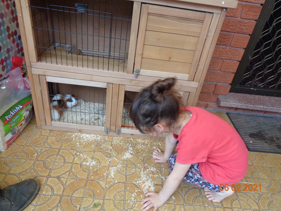 Moi Moi and the Guinea Pigs